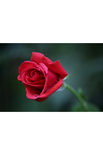 Бутон троянди Ред Вельвет 